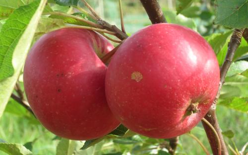 Rosette apples