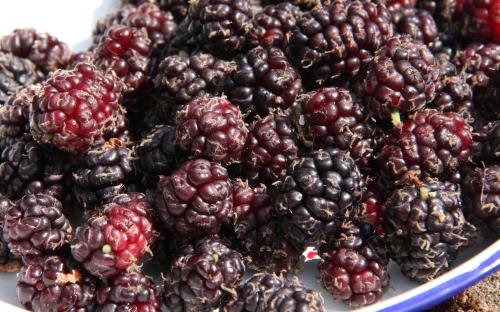 King James mulberries