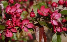 Scarlett crab-apple trees