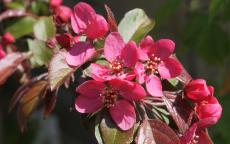 Scarlett crab apple trees