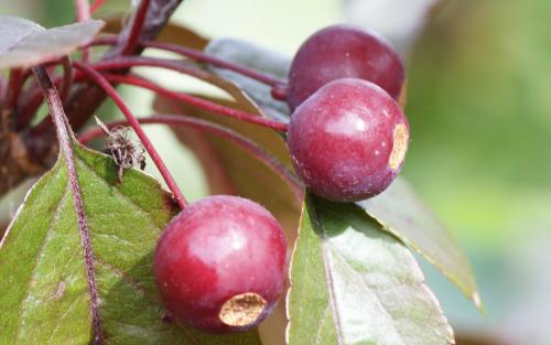 Scarlett crab apples