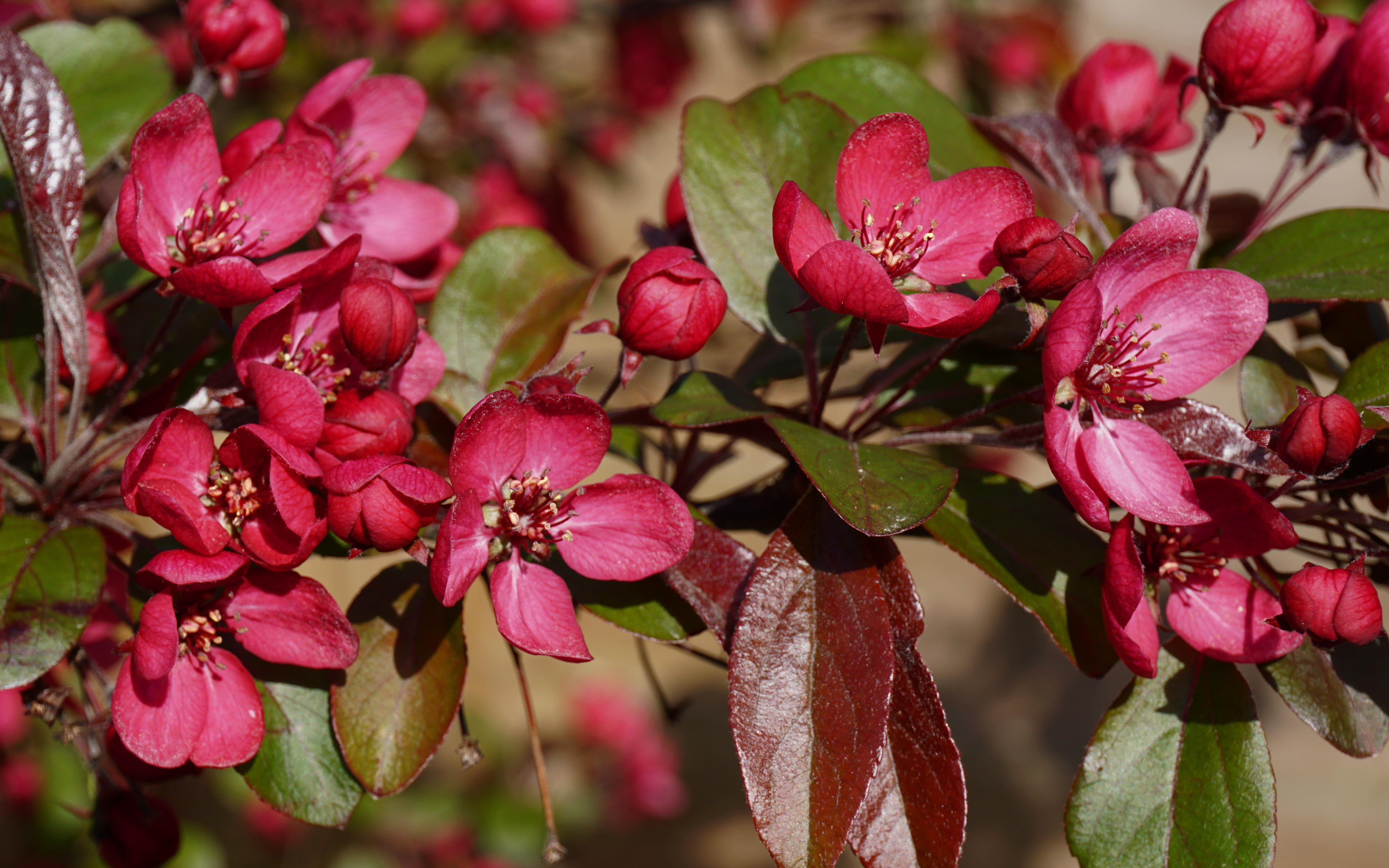 Scarlett crab-apple trees