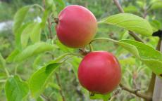 Jelly King crab apple trees