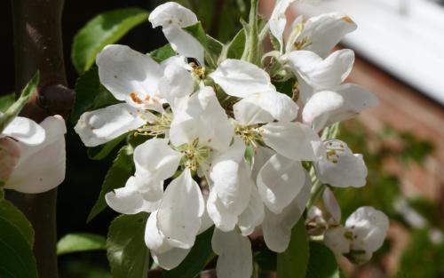 Malus Jelly King blossom