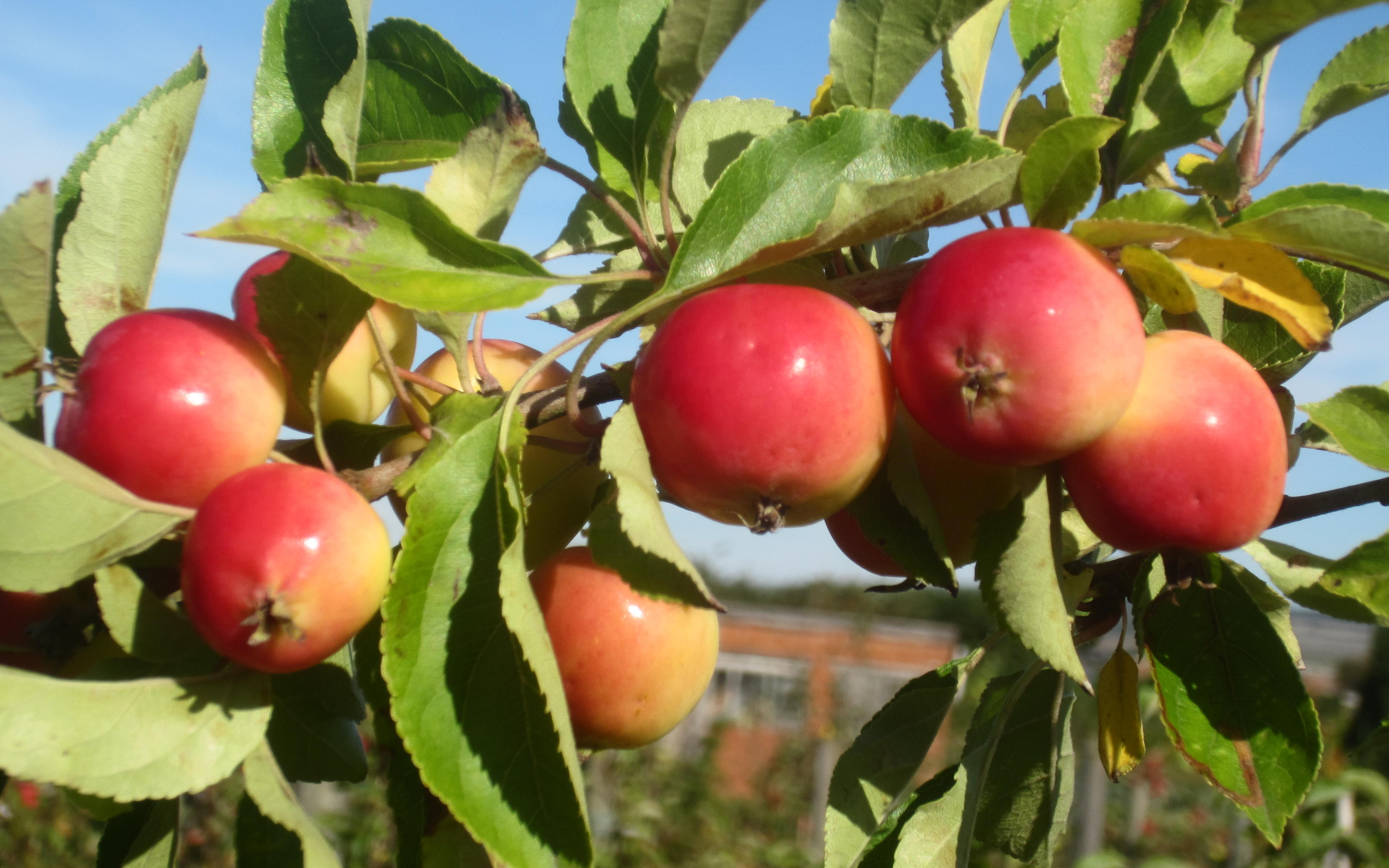 Jelly King crab-apple trees
