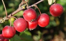 Gorgeous crab-apple trees