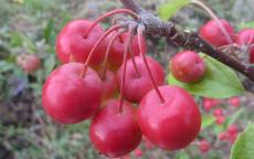 Gorgeous crab apple trees