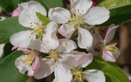Malus Gorgeous blossom