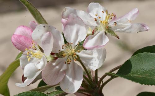 Malus Gorgeous blossom