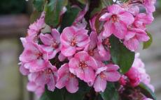 Laura crab-apple trees