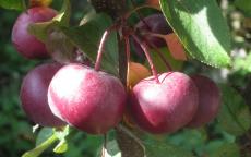 Laura crab apple trees