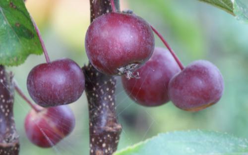 Laura crab apples