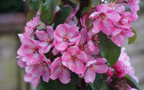 Malus Laura blossom