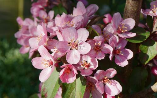 Malus Laura blossom