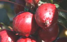 Harry Baker crab apple trees