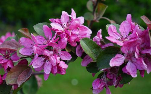 Malus Harry Baker blossom