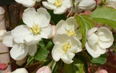 Wedding Bouquet crab apple trees