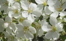 Wedding Bouquet crab-apple trees