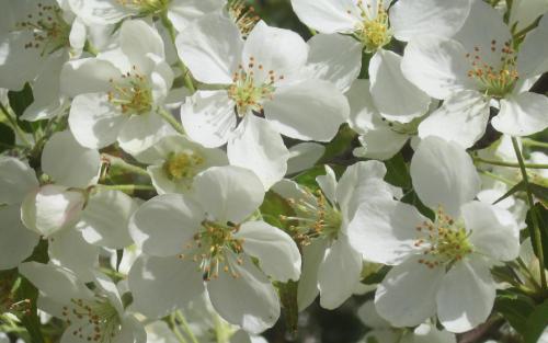 Malus brevipes Wedding Bouquet blossom