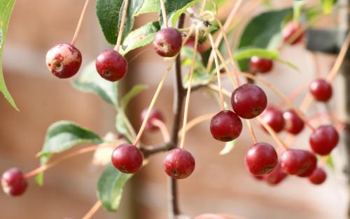 Malus brevipes Wedding Bouquet crab apples