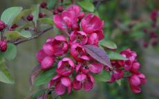 Indian Magic crab-apple trees