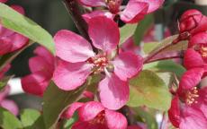 Indian Magic crab apple trees