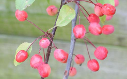 Indian Magic crab apples