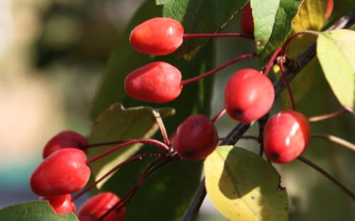 Indian Magic crab apples