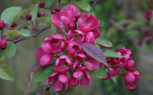 Malus Indian Magic blossom