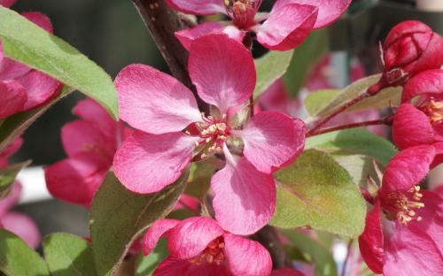 Malus Indian Magic blossom