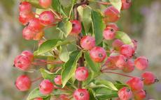 Admiration crab-apple trees