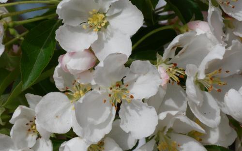 Malus halliana Adirondack blossom