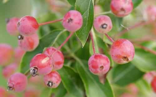 Adirondack crab apples