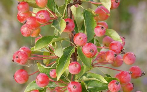 Adirondack crab apples