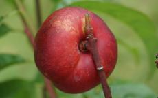 Avalon Pride peach trees