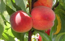 Avalon Pride peach trees