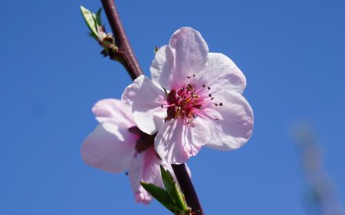 Prunus persica Avalon Pride blossom