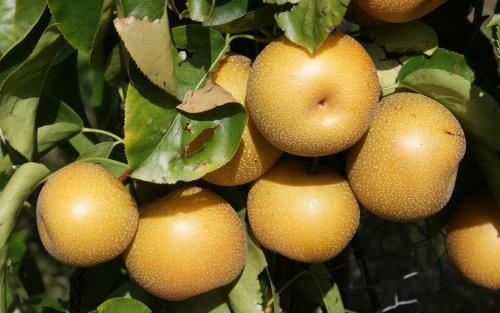 Hosui pears