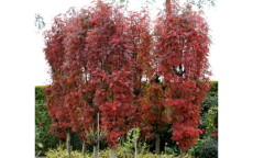 Autumn Spire rowan