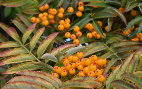 Sorbus Sorbus Autumn Spire berries