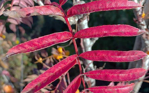 Sorbus Sorbus Autumn Spire leaves