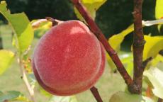 Amsden June peach trees