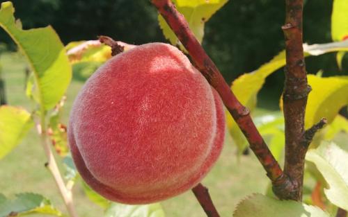 Amsden June peaches