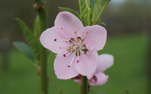 Prunus persica Hale's Early blossom