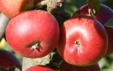 Ballerina Flamenco apple trees