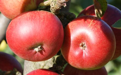 Ballerina Flamenco apples