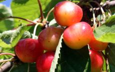 Amber Heart cherry trees