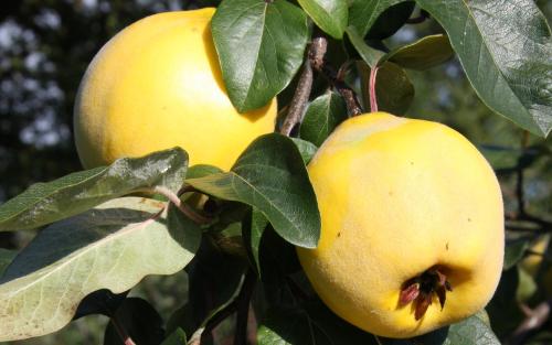 Cydonia oblonga Aromatnaya quince fruits