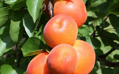 Bergeron apricots