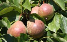 Blakeney Red perry pear trees